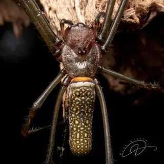 Golden silk orbweaver (Trichonephila clavipes), yellow and brown and gold spider