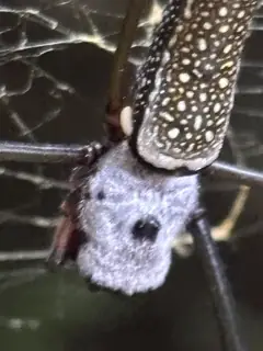Golden silk orbweaver (Trichonephila clavipes), photo 3