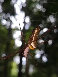 Golden silk orbweaver (Trichonephila clavipes), photo 2