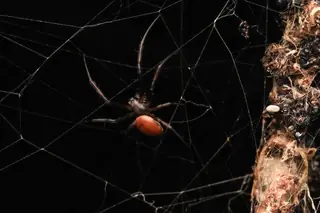 Australian golden orb weaver (Trichonephila edulis), photo 2