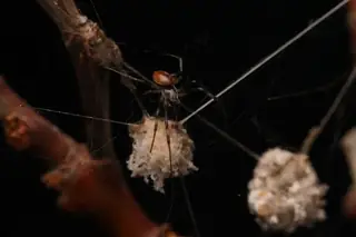 Australian golden orb weaver (Trichonephila edulis), photo 3