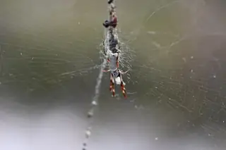 Australian golden orb weaver (Trichonephila edulis), brown and gray and silver spider