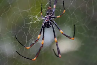 Tiger orbweaver (Trichonephila plumipes), brown and gray and yellow spider
