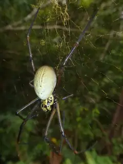 Tiger orbweaver (Trichonephila plumipes), photo 3