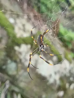 Tiger orbweaver (Trichonephila plumipes), photo 2