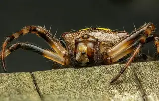 Arrowhead orbweaver (Verrucosa arenata), photo 3