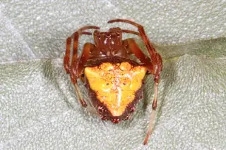 Arrowhead orbweaver (Verrucosa arenata), white and yellow and brown spider