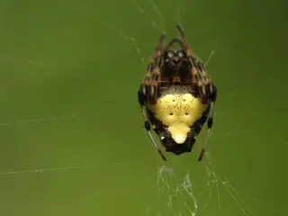 Arrowhead orbweaver (Verrucosa arenata), photo 2