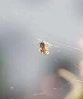 Silver-sided sector spider (Zygiella x-notata), photo 3