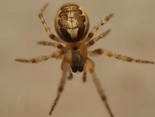 Silver-sided sector spider (Zygiella x-notata), photo 2