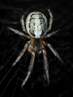 Silver-sided sector spider (Zygiella x-notata), silver and brown and tan spider